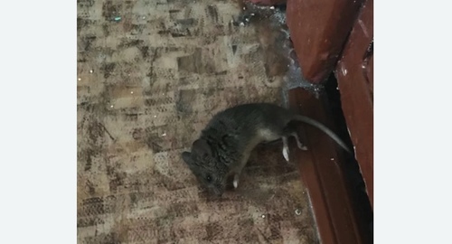 Дезинфекция от мышей в Стромыни