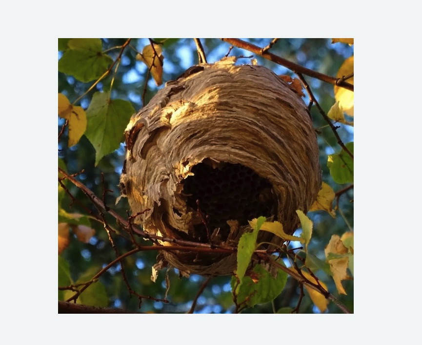 Обработка от шершней в Стромыни