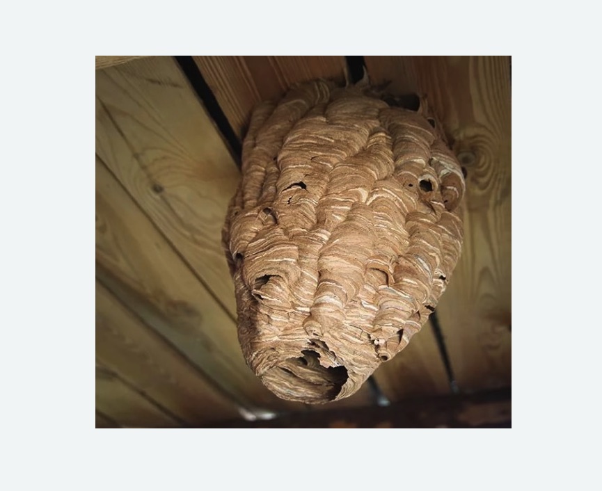 обработка от шершней в Стромыни