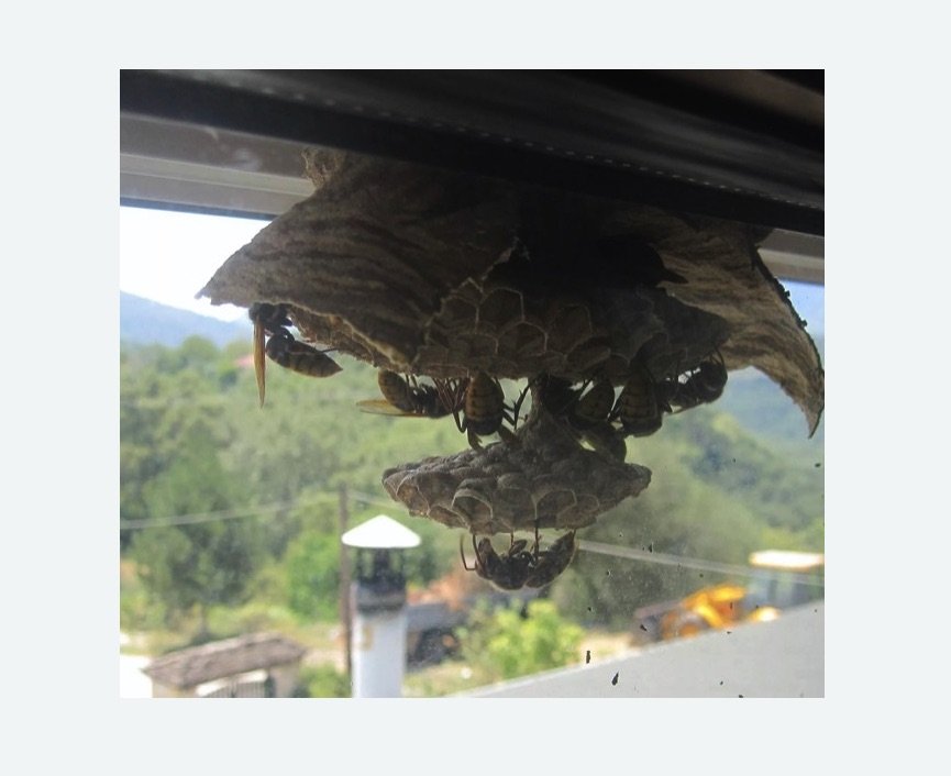 Уничтожение гнёзд шершней в Стромыни