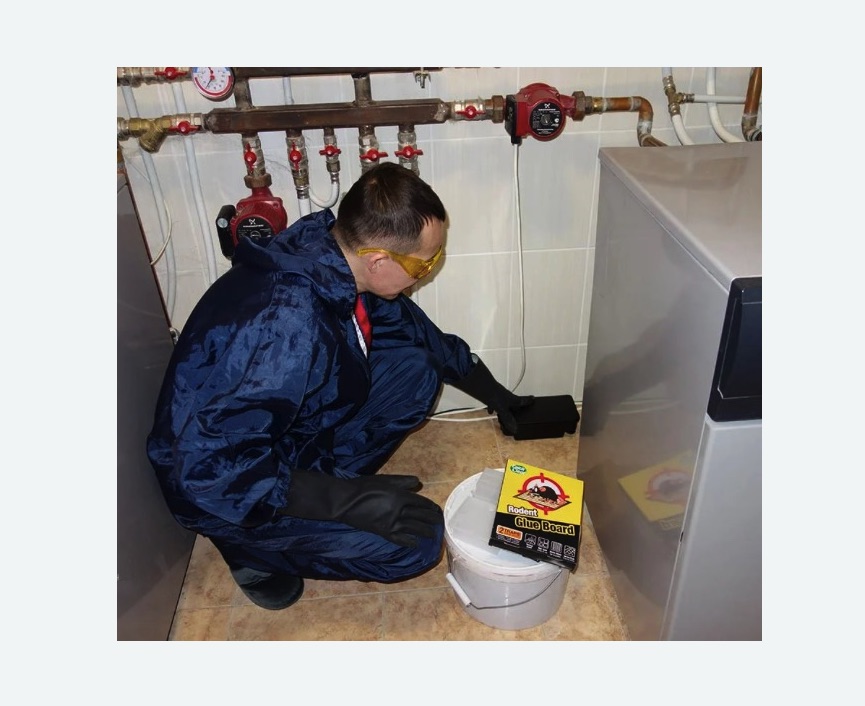 Уничтожение крыс в Стромыни