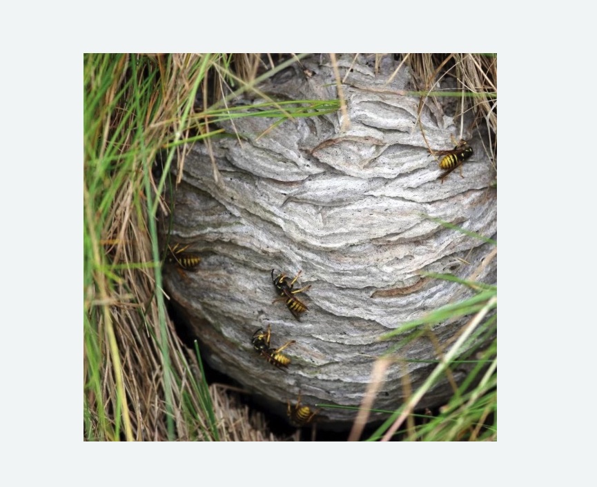 Уничтожение ос и ульев в Стромыни